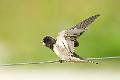 Låvesvale - Barn Swallow (Hirundo rustica)juv